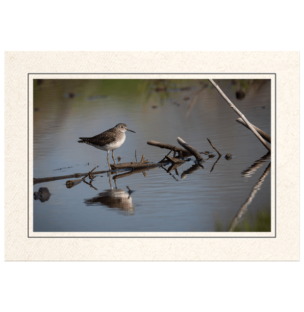 Spotted Sandpiper