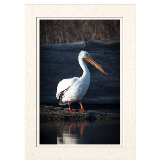 American White Pelican