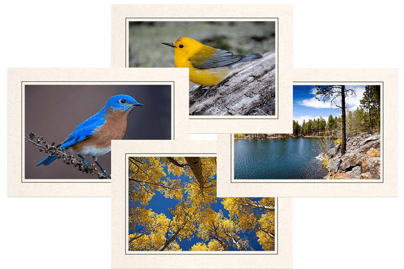 Feathered Nest Photography Note Cards