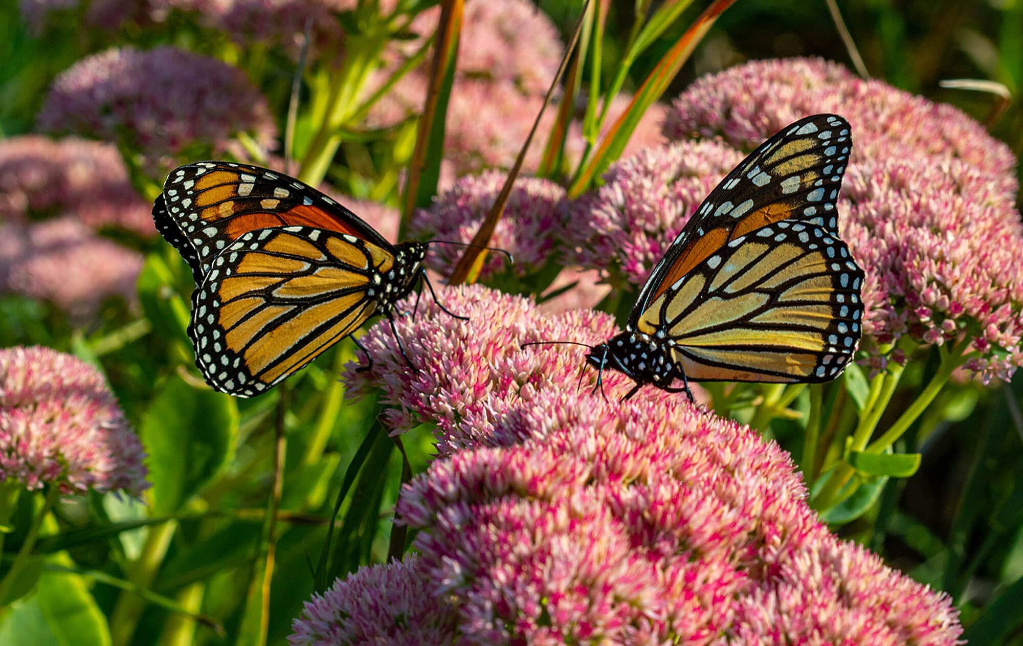 Butterflies-Featured-Image