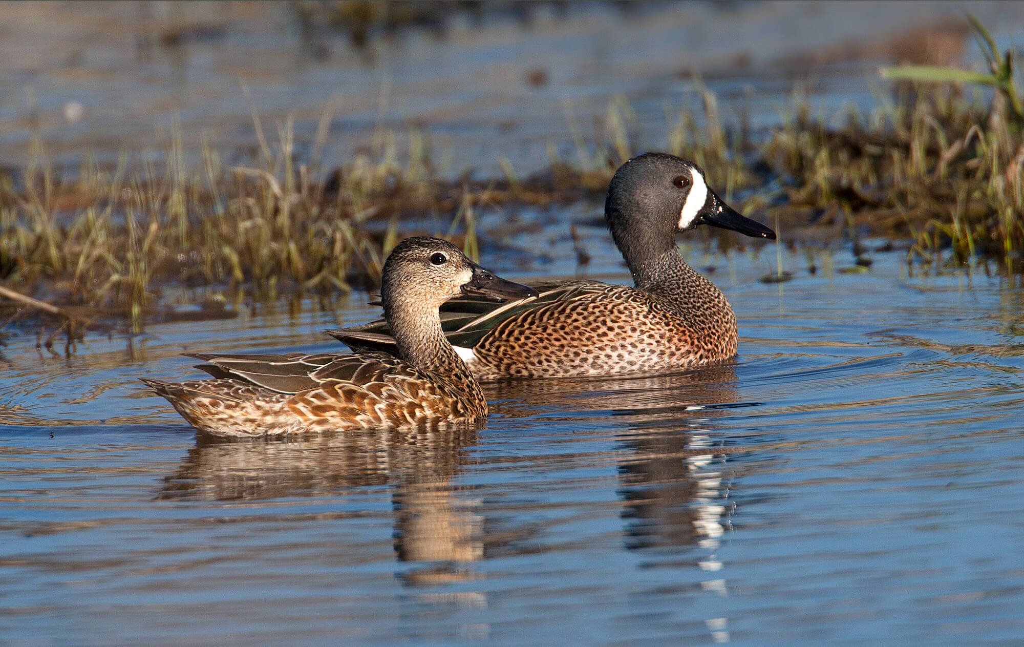 Ducks-and-Geese-Featured-Image