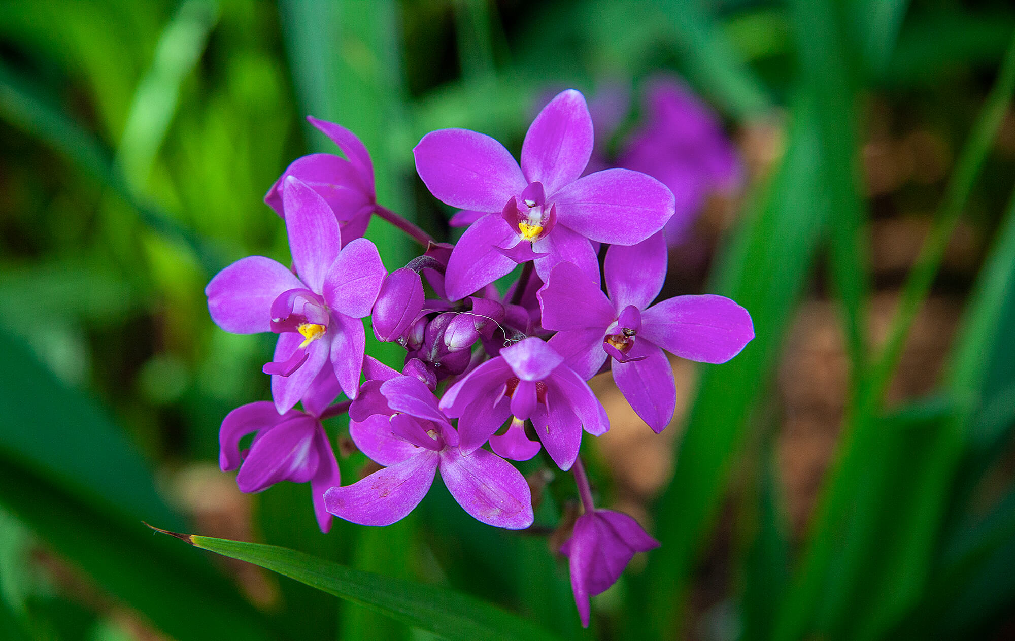 Flowers-Featured-Image