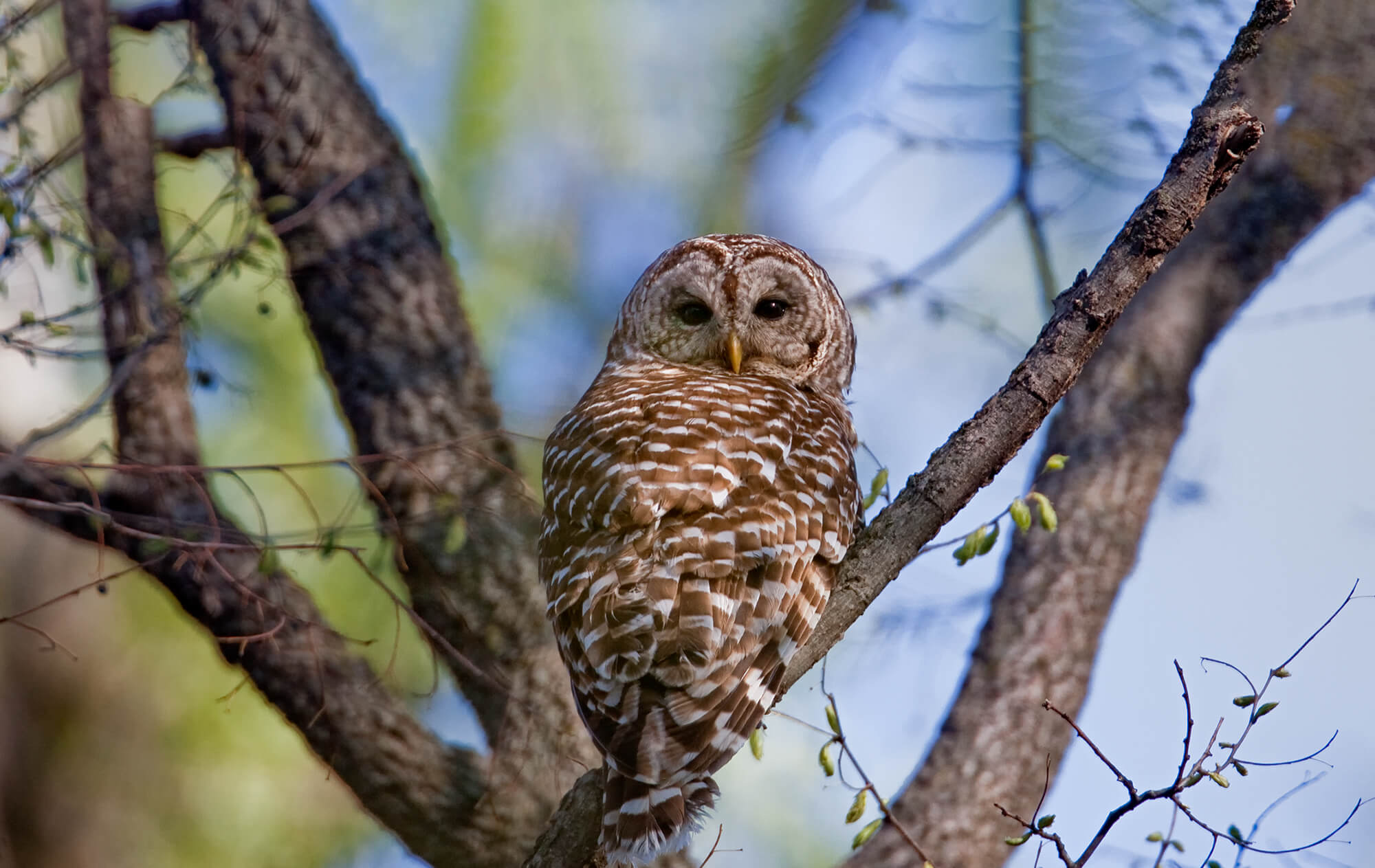 Raptors-Featured-Image