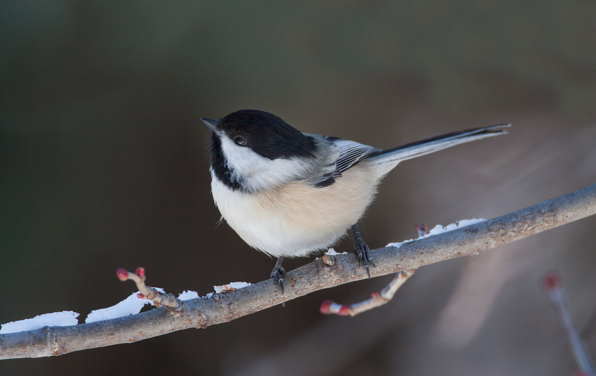 Song-Birds-Featured-Image