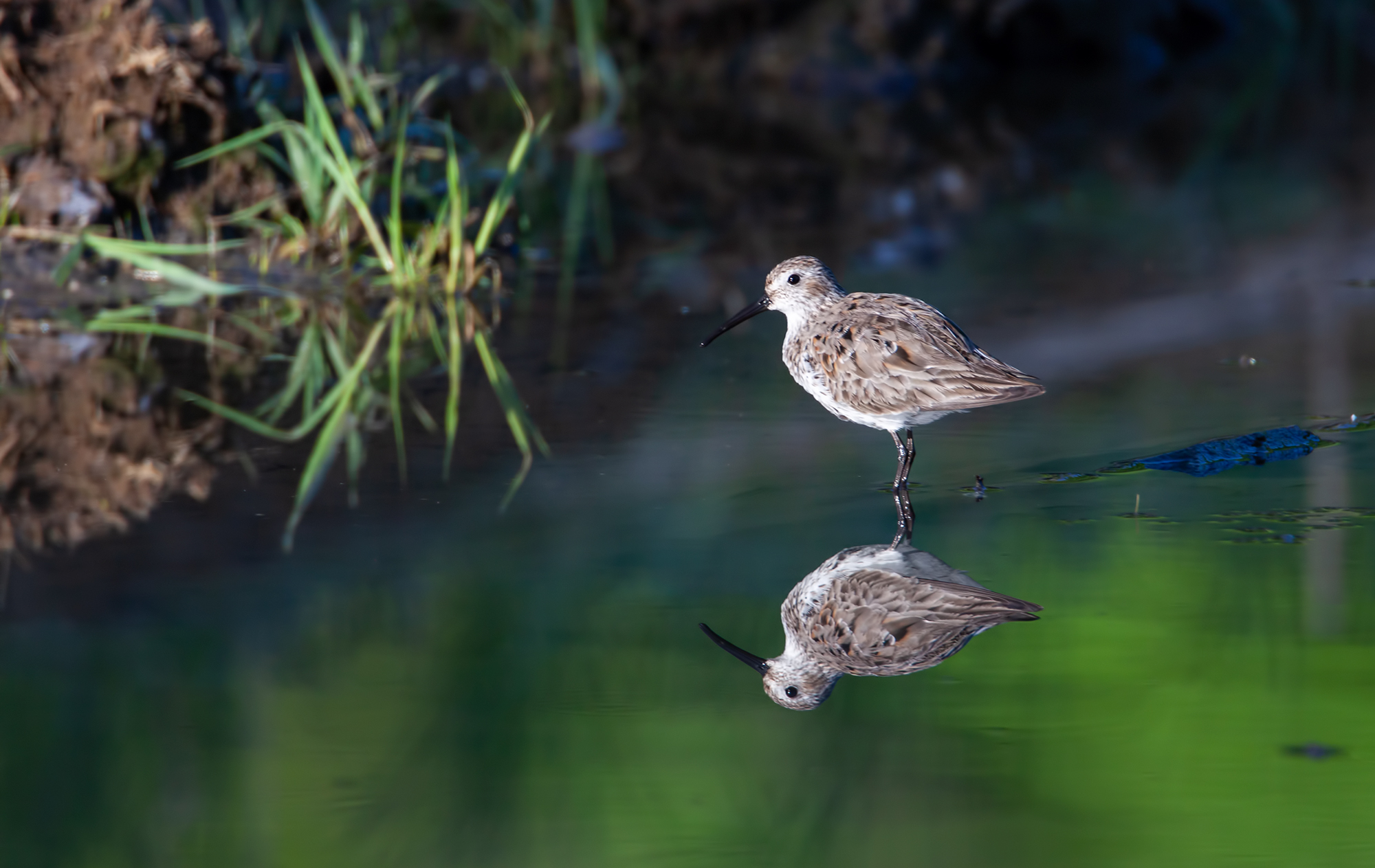 Waterfowl-Featured-Image